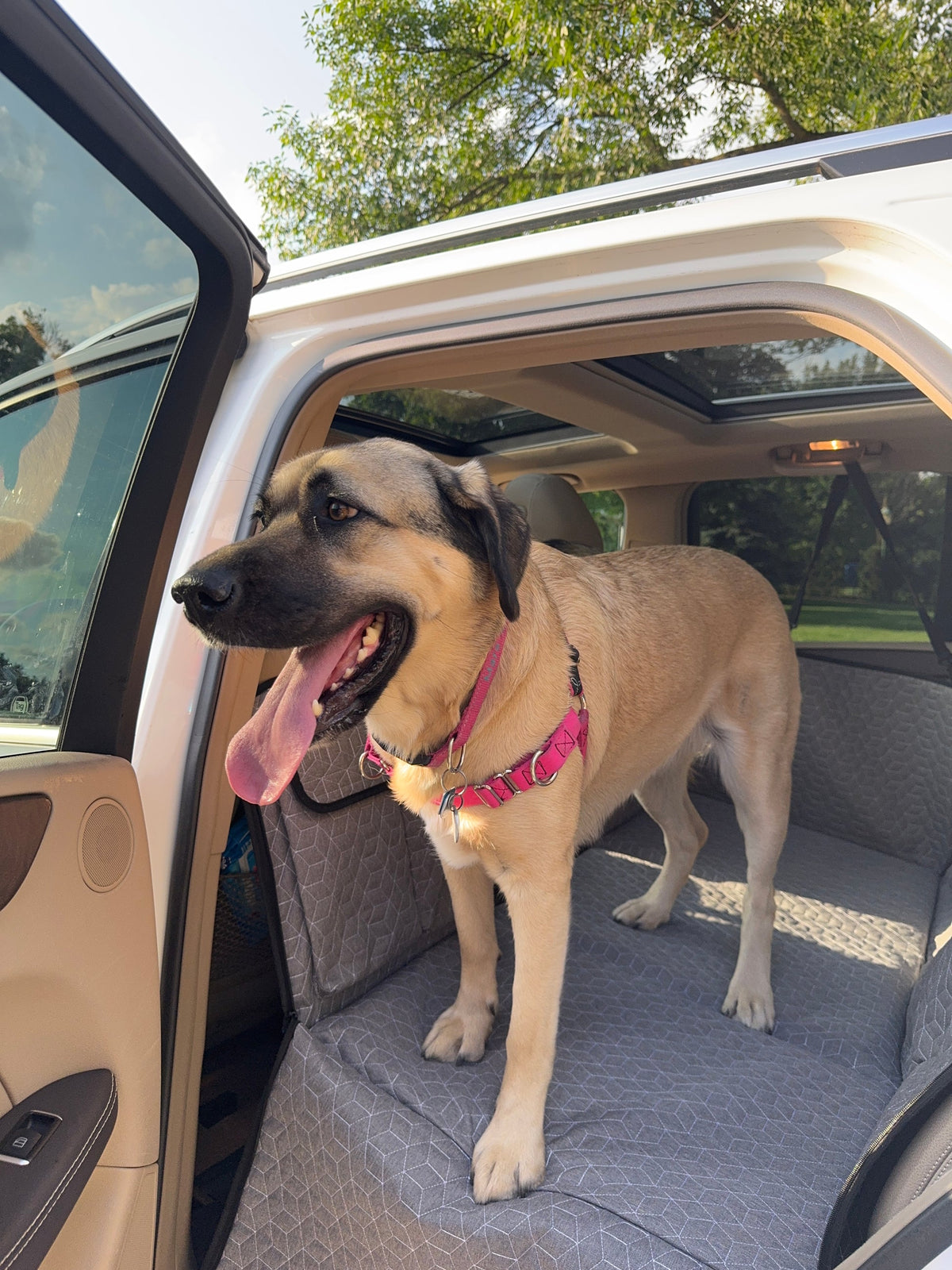 CaniDrive – La solution pour voyager en sécurité avec son chien sans ruiner sa voiture.